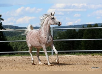 Arabo Egiziano, Giumenta, 13 Anni, 157 cm, Grigio trotinato