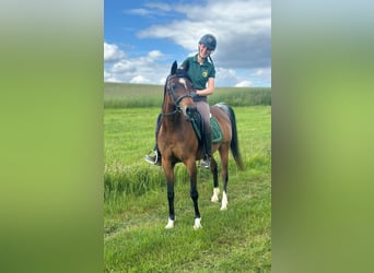Arabo Egiziano, Giumenta, 14 Anni, 150 cm, Baio scuro