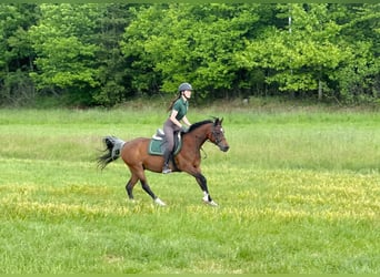 Arabo Egiziano, Giumenta, 14 Anni, 150 cm, Baio scuro