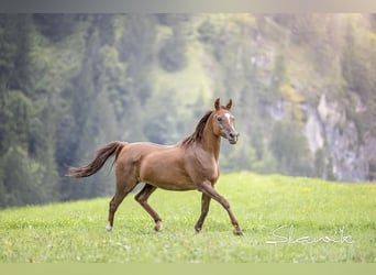 Arabo Egiziano, Giumenta, 14 Anni, 150 cm, Sauro scuro