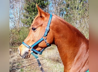 Arabo Egiziano, Giumenta, 14 Anni, 150 cm, Sauro scuro