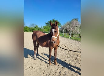 Arabo Egiziano, Giumenta, 15 Anni, Sauro scuro