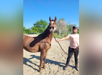 Arabo Egiziano, Giumenta, 15 Anni, Sauro scuro