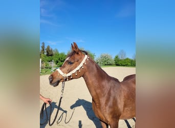 Arabo Egiziano, Giumenta, 15 Anni, Sauro scuro