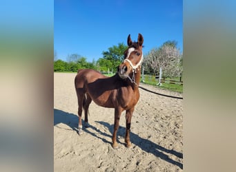 Arabo Egiziano, Giumenta, 15 Anni, Sauro scuro