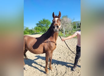 Arabo Egiziano, Giumenta, 15 Anni, Sauro scuro