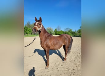 Arabo Egiziano, Giumenta, 15 Anni, Sauro scuro