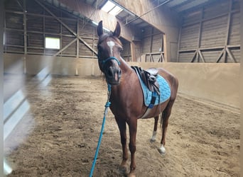 Arabo Egiziano, Giumenta, 15 Anni, Sauro scuro