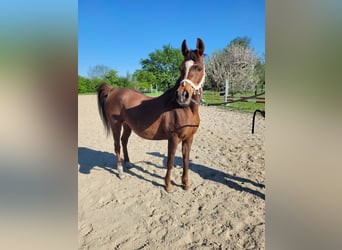 Arabo Egiziano, Giumenta, 15 Anni, Sauro scuro