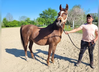 Arabo Egiziano, Giumenta, 15 Anni, Sauro scuro