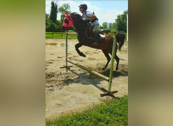 Arabo Egiziano, Giumenta, 19 Anni, 155 cm, Baio