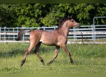 Arabo Egiziano, Giumenta, 2 Anni, 153 cm, Può diventare grigio