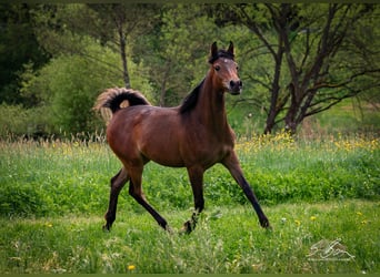 Arabo Egiziano, Giumenta, 2 Anni, 154 cm, Baio