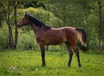 Arabo Egiziano, Giumenta, 2 Anni, 154 cm, Baio