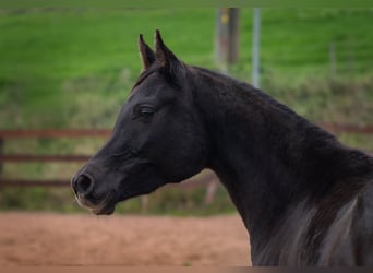 Arabo Egiziano, Giumenta, 3 Anni, 150 cm, Morello