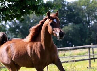 Arabo Egiziano, Giumenta, 3 Anni, 150 cm, Sauro