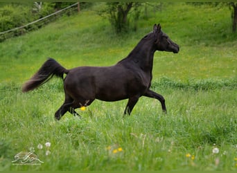 Arabo Egiziano, Giumenta, 3 Anni, 152 cm, Morello
