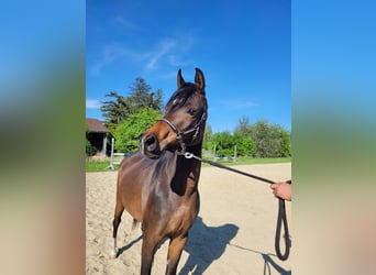 Arabo Egiziano, Giumenta, 3 Anni, Baio