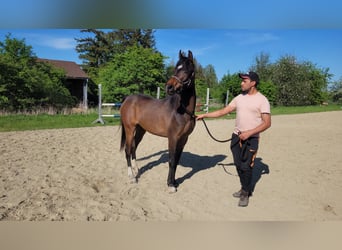 Arabo Egiziano, Giumenta, 3 Anni, Baio