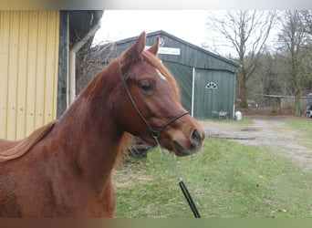 Arabo Egiziano, Giumenta, 3 Anni, Sauro
