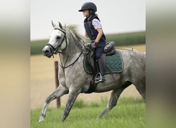 Arabo Egiziano, Giumenta, 5 Anni, 147 cm, Grigio trotinato