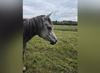 Arabo Egiziano, Giumenta, 5 Anni, 152 cm, Grigio trotinato