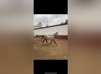 Arabo Egiziano, Giumenta, 5 Anni, Grigio