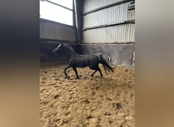 Arabo Egiziano, Giumenta, 6 Anni, 147 cm, Morello