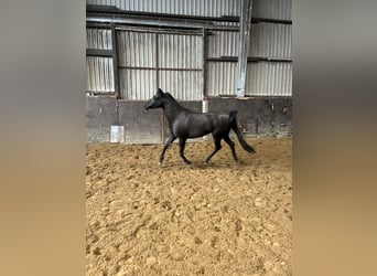 Arabo Egiziano, Giumenta, 6 Anni, 147 cm, Morello