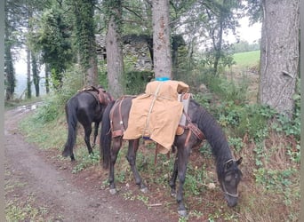 Arabo Egiziano, Giumenta, 6 Anni, 154 cm, Morello