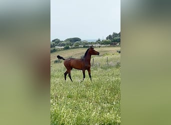 Arabo Egiziano, Giumenta, 6 Anni, 160 cm, Baio