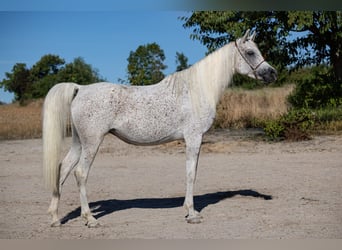 Arabo Egiziano, Giumenta, 7 Anni, 154 cm, Grigio trotinato