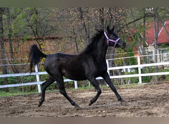 Arabo Egiziano, Giumenta, 8 Anni, 155 cm, Morello