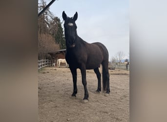Arabo Egiziano, Giumenta, 9 Anni, 150 cm