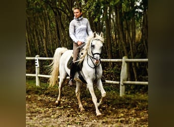 Arabo Egiziano, Stallone, 14 Anni, Grigio