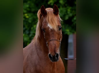 Arabo Egiziano, Stallone, 18 Anni, 154 cm, Roano rosso