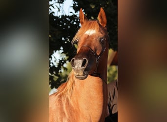 Arabo Egiziano, Stallone, 18 Anni, 154 cm, Roano rosso