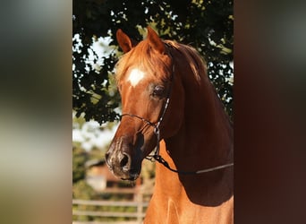 Arabo Egiziano, Stallone, 18 Anni, 154 cm, Roano rosso