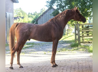 Arabo Egiziano, Stallone, 18 Anni, 154 cm, Sauro
