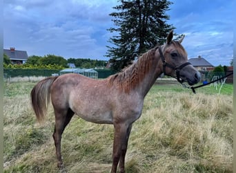 Arabo Egiziano, Stallone, 1 Anno, 140 cm