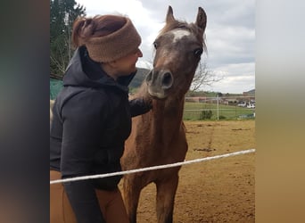 Arabo Egiziano, Stallone, 1 Anno, 150 cm, Grigio