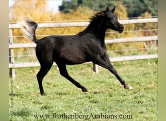 Arabo Egiziano, Stallone, 1 Anno, 157 cm, Morello