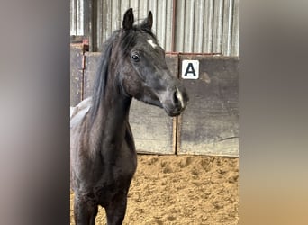 Arabo Egiziano, Stallone, 2 Anni, 134 cm, Morello