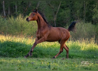 Arabo Egiziano, Stallone, 2 Anni, 155 cm, Baio