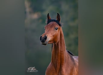 Arabo Egiziano, Stallone, 2 Anni, 155 cm, Baio