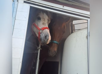 Arabo Egiziano, Stallone, 2 Anni, 155 cm, Grigio rossastro