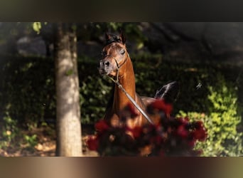 Arabo Egiziano, Stallone, 3 Anni, 153 cm, Baio