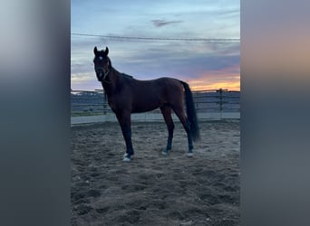 Arabo Egiziano, Stallone, 3 Anni, 155 cm, Baio