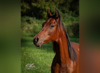 Arabo Egiziano, Stallone, 3 Anni, 155 cm, Baio