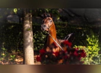 Arabo Egiziano, Stallone, 3 Anni, 158 cm, Baio